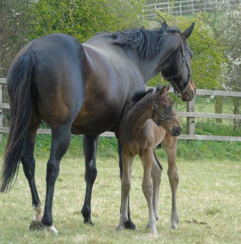 2021 colt by Pivotal